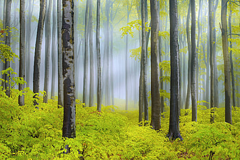 Spring, Nature, , Forest, Fog, Sunbeam, Tree HD wallpaper