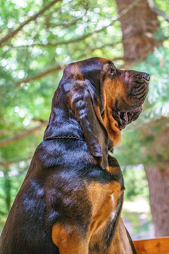 Bloodhound, Sweet temperament, Dog breed ideas, Hound puppies HD phone wallpaper
