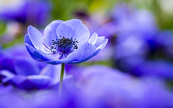 Anemone, purple, petals, flower, garden, blossom HD wallpaper