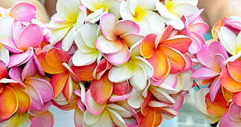 Plumeria rubra, Frangipani Flowers HD wallpaper
