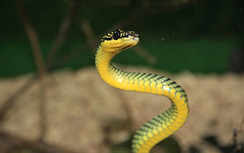 Animals, Aggression, Snake, Small, Petite HD wallpaper