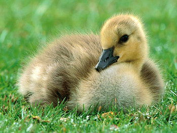Birds, Animals, Ducks HD wallpaper