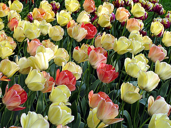 Flowers, Tulips, Flower Bed, Flowerbed, Disbanded, Loose, Mottled, Variegated HD wallpaper