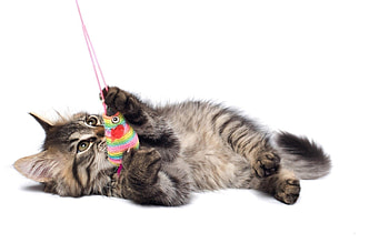 Animals, Cats HD wallpaper