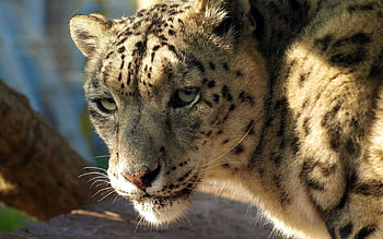 Animals, Snow Leopard, Muzzle, Predator, Big Cat HD wallpaper