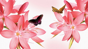 Pink Flowers, FLOWERS, , BUTTERFLIES, PINK HD wallpaper