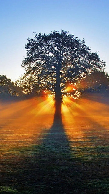 Good Morning, Nature HD phone wallpaper