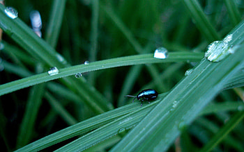 Grass, Macro, Insect, Thick, Crawl, Grounds HD wallpaper