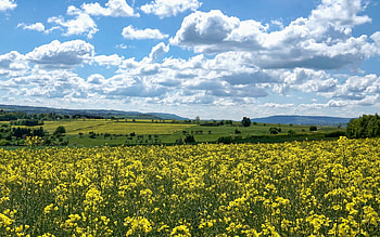 Fields in Germany, clouds, fields, rapeseed, Germany HD wallpaper