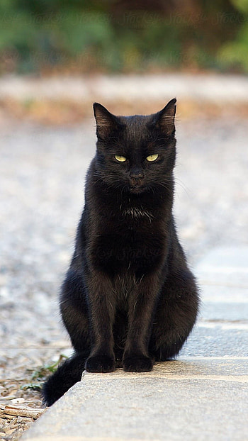 Black Cat, Black Kitty HD phone wallpaper