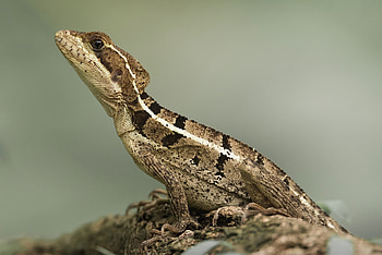 Basilisk in Focus — Animal, Animal, basilisk HD wallpaper