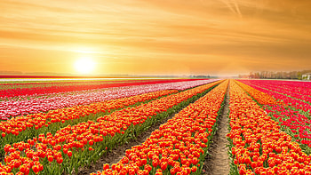 Red Yellow Pink Tulip Flowers Field During Sunrise Flowers HD wallpaper