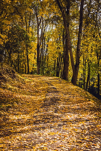Golden leaves blanket a peaceful forest trail in autumn, creating a serene landscape. HD phone wallpaper