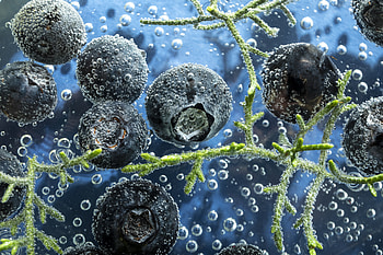 food, blueberry HD wallpaper