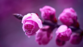 Pink Roses, pink, roses, nature, flowers, macro HD wallpaper