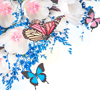 Flowers & Butterflies, butterflies, beautiful, flowers, spring, blossom HD wallpaper