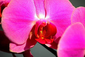 Pink orchid, pink, popular, colors, nature, flowers, beauty HD wallpaper