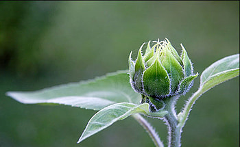 Ready to blossom, nature, green, blossom, flower HD wallpaper