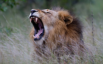 Lion, animal, cat, mouth HD wallpaper