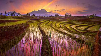 Countryside Fields Landscape HD wallpaper
