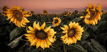 Sunflowers, yellows, flowers, sunset HD wallpaper