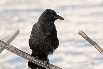 Proud crow, Bird graphy, Black bird HD wallpaper