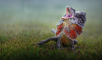 Frilled-neck lizard , to adore, Lizard love, High-resolution visuals HD wallpaper