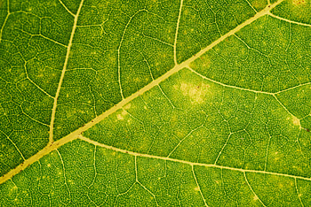 Plant, Macro, Sheet, Leaf, Veins HD wallpaper