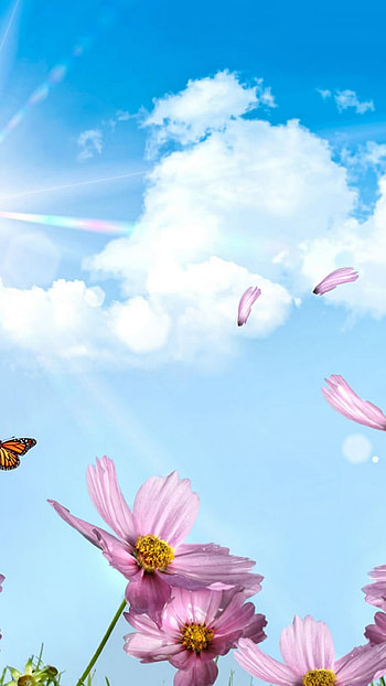 Spring Background, Pink Flower HD phone wallpaper