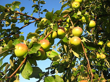 Plants, Trees, Apples HD wallpaper