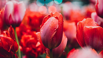 Tulips, Rain, Wet, Flowers, Nature, Bokeh HD wallpaper