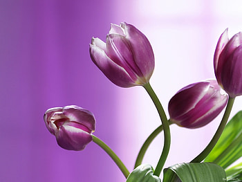 Plants, Flowers, Tulips, Violet HD wallpaper