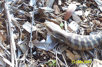 Baby Blue Tounge Lizard, blue, tounge, in, our, baby, garden, lizard HD wallpaper