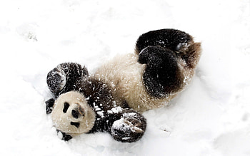 Animals, Snow, Spotty, Spotted, Playful, Panda, Bamboo Bear HD wallpaper