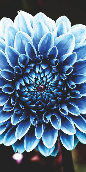 Blue dahlia , Beautiful floral collection, Stunning nature backdrop, Vibrant floral display HD phone wallpaper