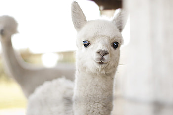 baby alpaca, white, animals, cute, funny, lovely HD wallpaper