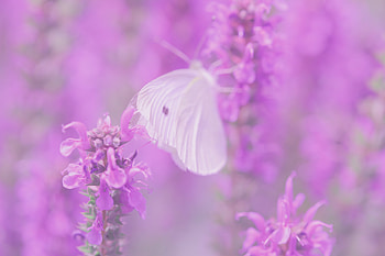 Flowers, Lilac, Macro, Butterfly HD wallpaper
