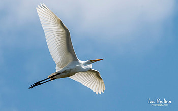 Flying Egret, wings, bird, Latvia, flight, egret, sky HD wallpaper