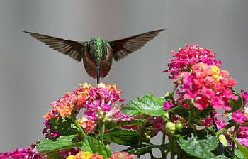 Animated hummingbird , Dynamic background, Captivating motion, Nature's charm HD wallpaper