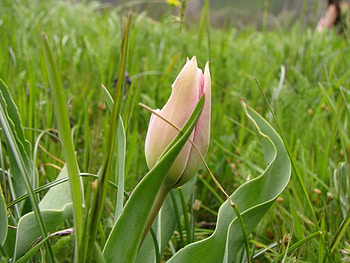 Plants, Flowers, Tulips HD wallpaper