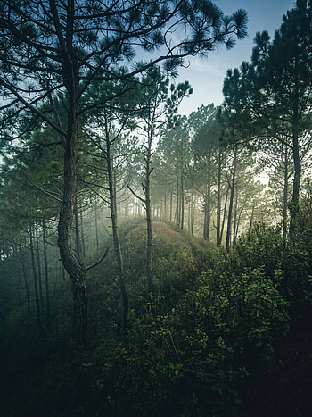Nature, Trees, Bush, Forest, Branches, Hill HD phone wallpaper