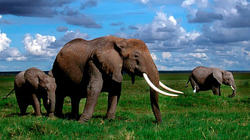 Animals, Grass, Stroll, Herd, Elephant, Tusks HD wallpaper