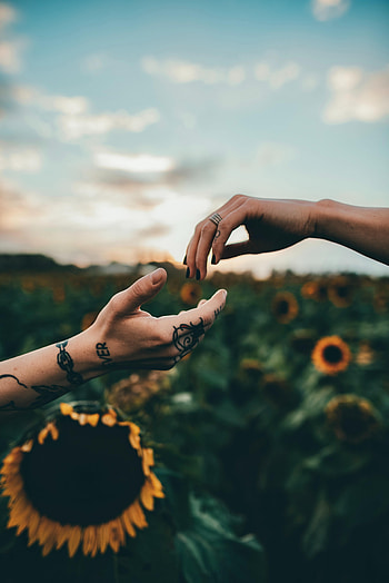 Sunflowers, Miscellanea, Miscellaneous, Hands, Tattoo, Touching, Touch, Tattoos HD phone wallpaper