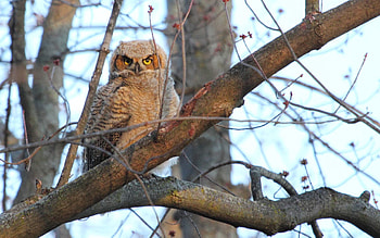 Animals, Owl, Bird, Wood, Tree, Predator HD wallpaper