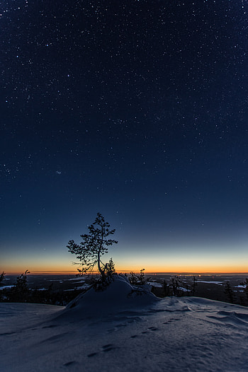 Nature, Night, Snow, Wood, Tree, Starry Sky, Snow Covered, Snowbound HD phone wallpaper