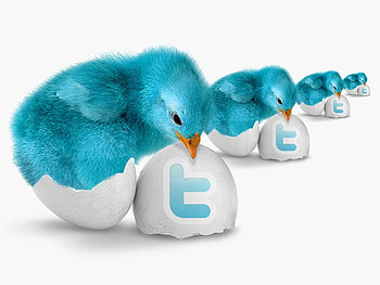TWITTER CHICKS, blue, chicks, logo, twitter HD wallpaper