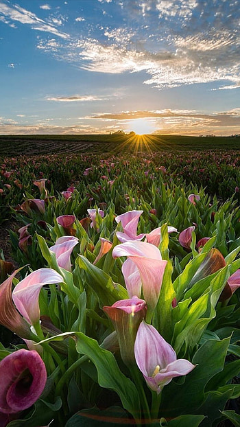 Nature, cloud, sky, sunrise, field, sun, life, morning, pink-flowers HD phone wallpaper