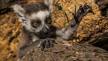 Lemur close-up, Natural wooden background, Detailed view, Rustic charm HD wallpaper
