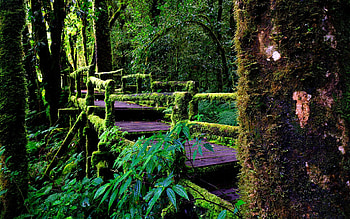 rainforest , Nature's paradise, beauty, Serene wonders HD wallpaper
