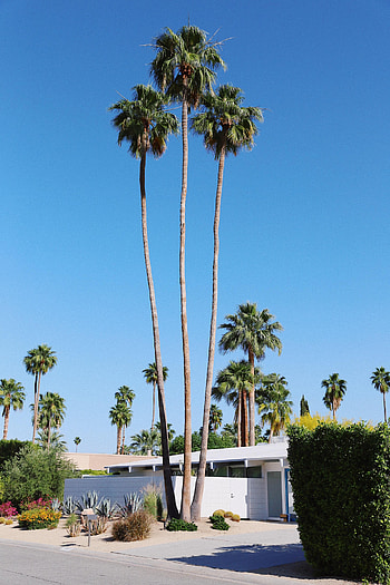 Nature, Palms, Building, Street, Tropical HD phone wallpaper